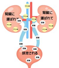 http://www.matumoto.info/medicine-section/uric%20acid.jpg